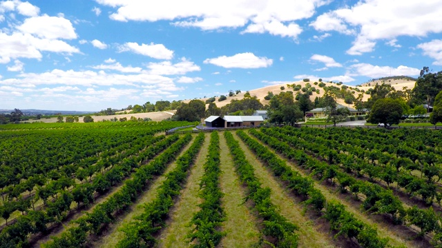 无人机从空中拍摄南澳大利亚主要的葡萄酒种植区巴罗萨谷(Barossa Valley)，近距离观察成排的葡萄藤。