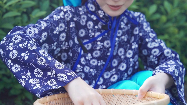 妇女们在采茶