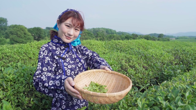 妇女们在采茶
