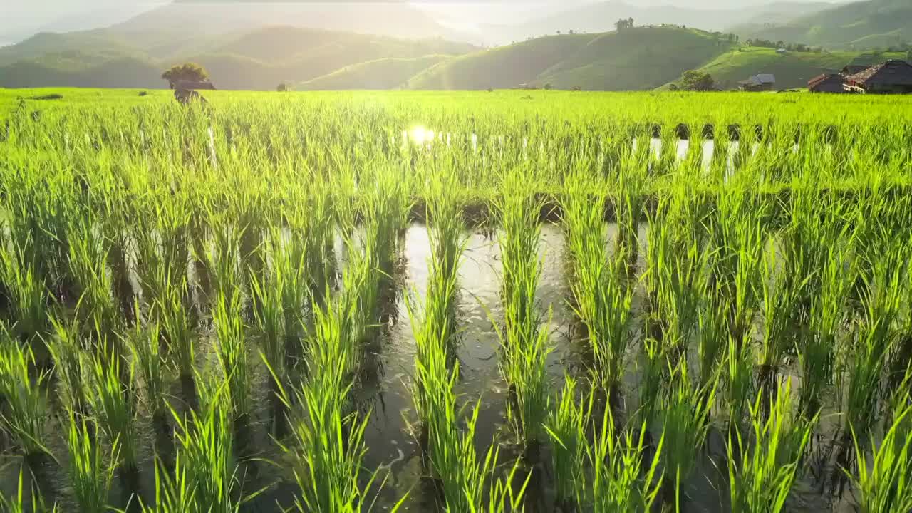 水稻梯田农业鸟瞰图