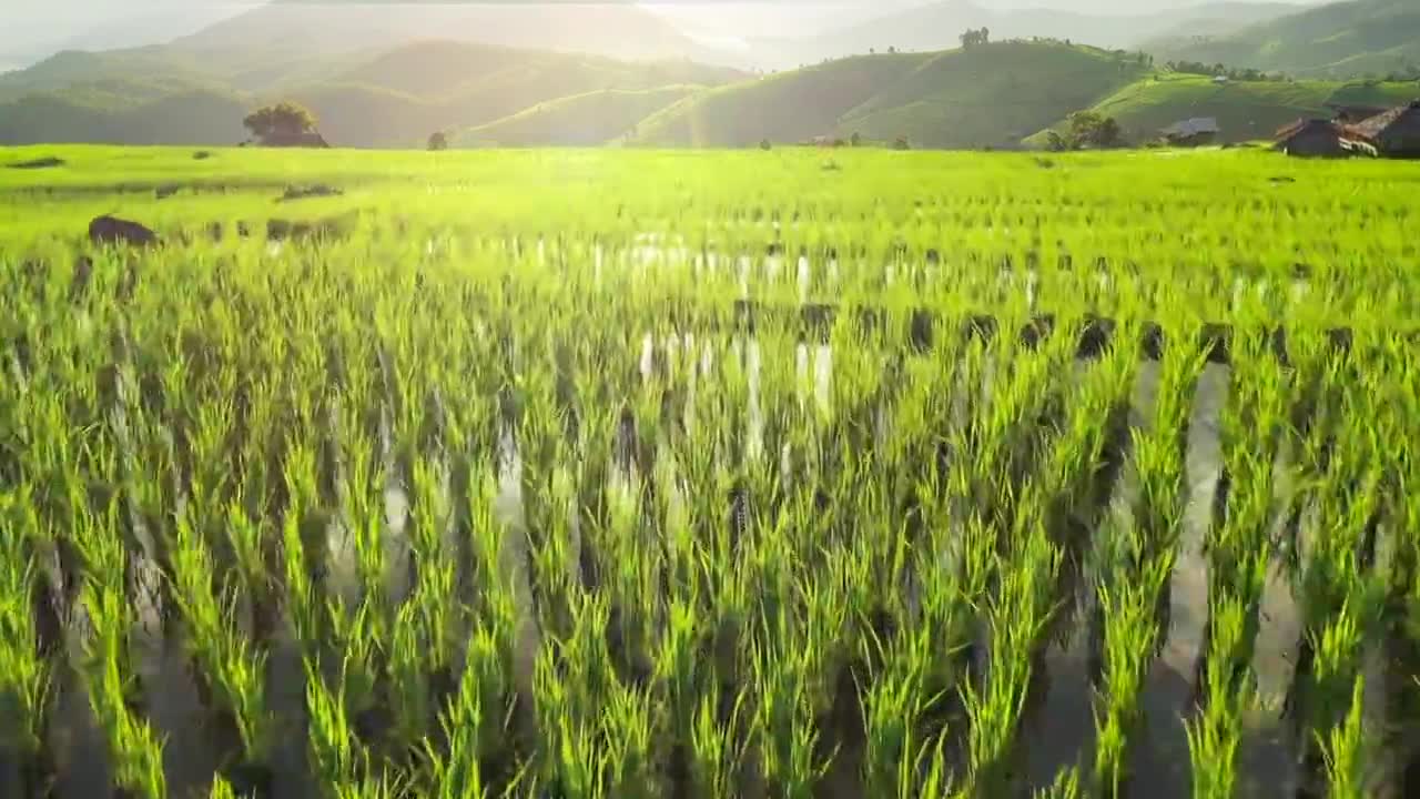 详情图-水稻梯田农业鸟瞰图