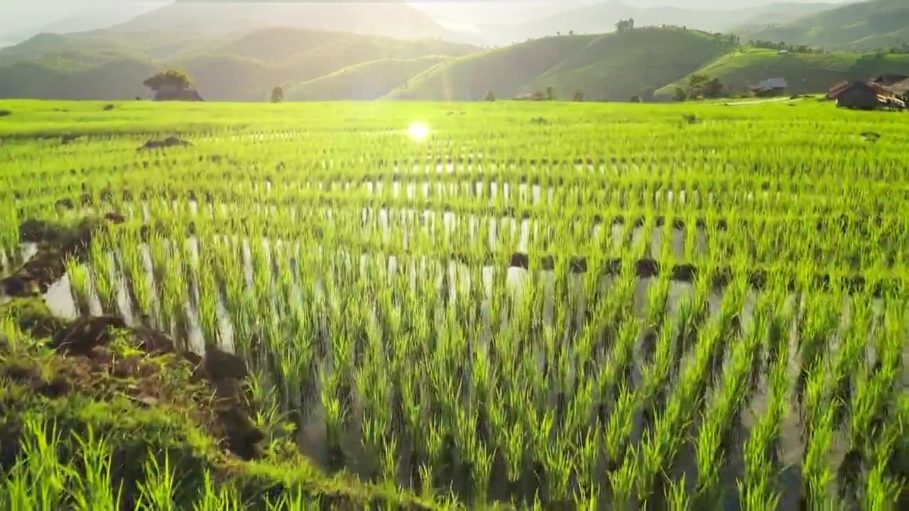 详情图-水稻梯田农业鸟瞰图