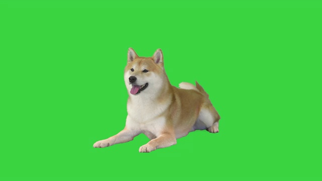 日本柴犬躺在绿屏上