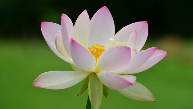 荷花:粉红色/浅粉色