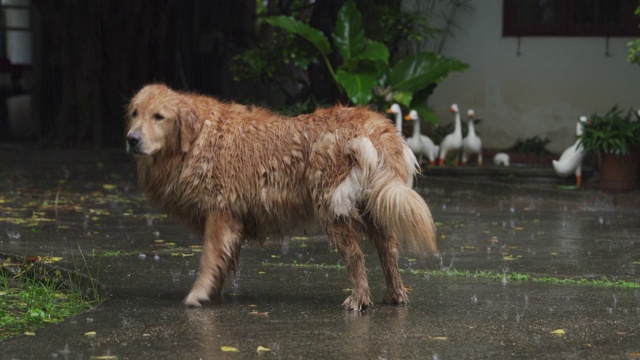 4K金毛猎犬在雨中行走在家的前院或后院
