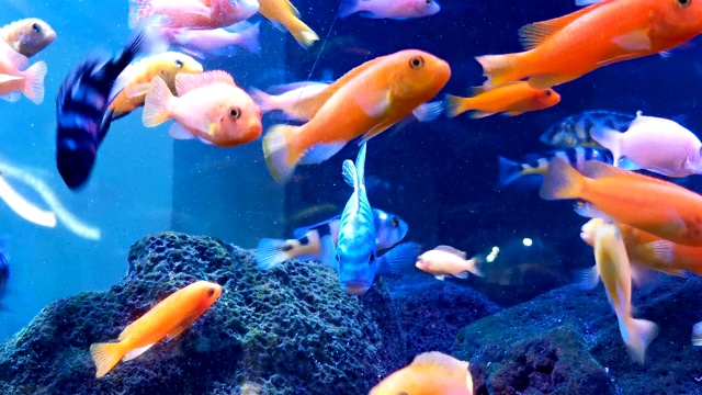 詳情圖-許多色彩斑斕的魚類在水平面組成的水槽中游泳