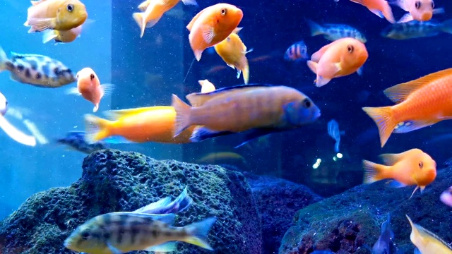 詳情圖-許多色彩斑斕的魚類在水平面組成的水槽中游泳