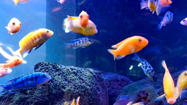 詳情圖-許多色彩斑斕的魚類在水平面組成的水槽中游泳