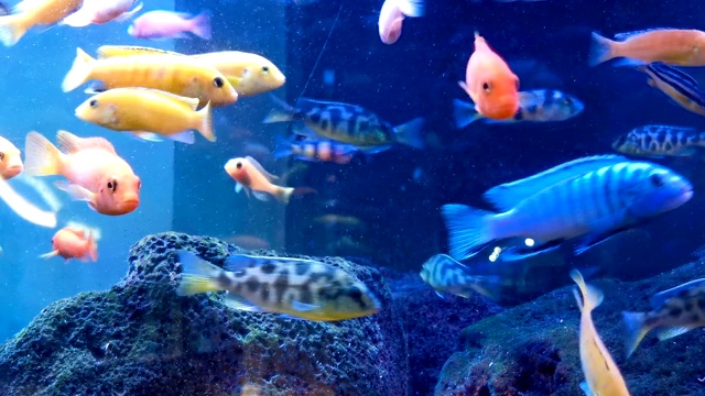 詳情圖-許多色彩斑斕的魚類在水平面組成的水槽中游泳