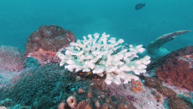 玳瑁海龟(玳瑁海龟)生活在水下漂白的珊瑚礁上