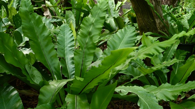 热带外来植物，绿色植物，灌木和叶子，茂盛的树叶在花园