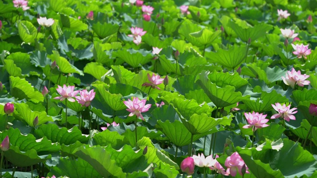 详情图-绿叶中有粉红色的荷花