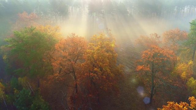 空中射击。晴朗的天气，在多雾的秋天森林。在清晨的阳光中飞过五彩缤纷的秋树。秋天的公园