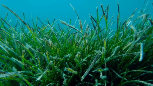 蓝色水域背景上浓密的海草草丛。相机向左移动(4K - 60fps)普通鳗草，海鱼或矮人鳗草。亚得里亚海，黑山，欧洲