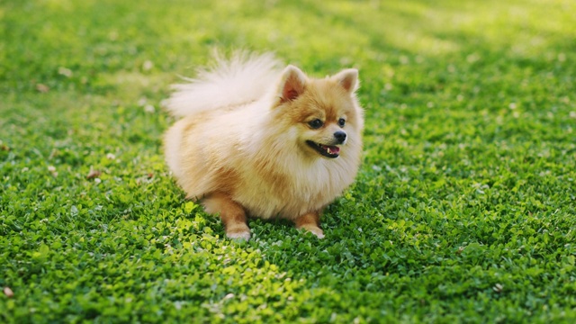 最可爱的纯种博美犬在草坪上休息，看着相机。最优质的狗品种标本显示它的聪明，可爱，和毛茸茸的美丽。彩色升高人像拍摄