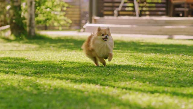详情图-超级可爱的毛茸茸的纯种博美犬跑过夏天的绿色草坪。快乐的小狗在后院玩。移动低地面多莉轻微慢动作拍摄