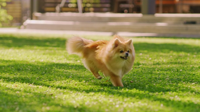 详情图-超级可爱的毛茸茸的纯种博美犬跑过夏天的绿色草坪。快乐的小狗在后院玩。移动低地面多莉轻微慢动作拍摄