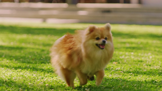 详情图-超级可爱的毛茸茸的纯种博美犬跑过夏天的绿色草坪。快乐的小狗在后院玩。移动低地面多莉轻微慢动作拍摄