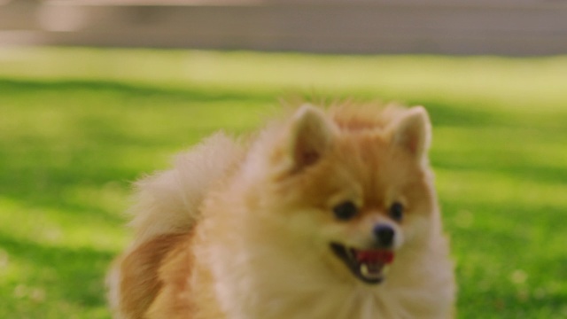 详情图-超级可爱的毛茸茸的纯种博美犬跑过夏天的绿色草坪。快乐的小狗在后院玩。移动低地面多莉轻微慢动作拍摄