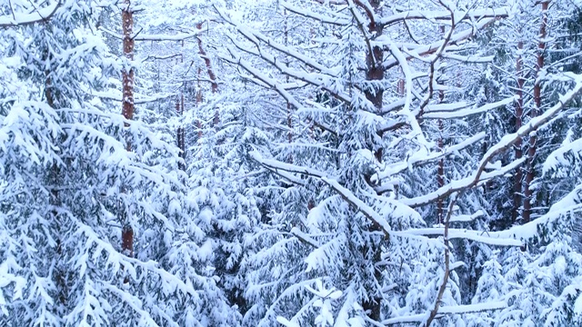 针叶林，其枝干在雪中。