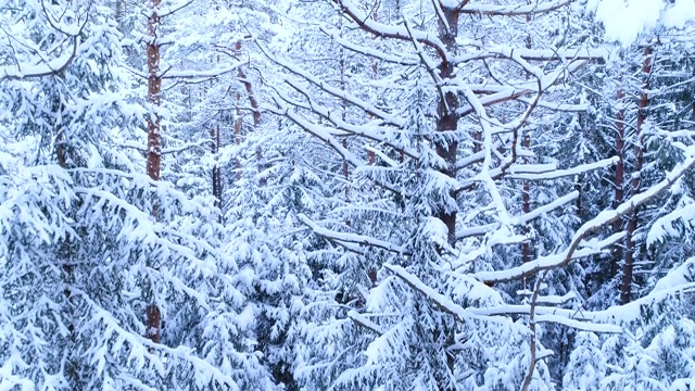 詳情圖-針葉林，其枝干在雪中。