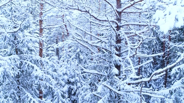 詳情圖-針葉林，其枝干在雪中。
