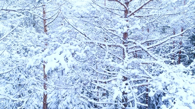 詳情圖-針葉林，其枝干在雪中。