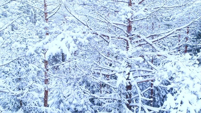 詳情圖-針葉林，其枝干在雪中。