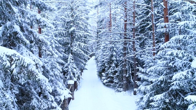 雪中的针叶林、篱笆和小径。