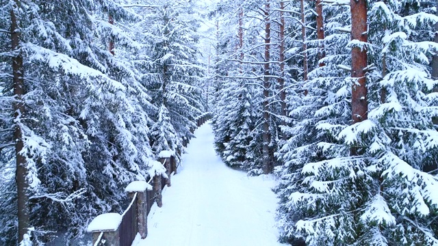 详情图-雪中的针叶林、篱笆和小径。