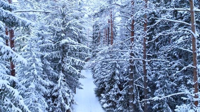 美丽的神话般的冬季森林景观与一条靠近栅栏的路在雪地里。