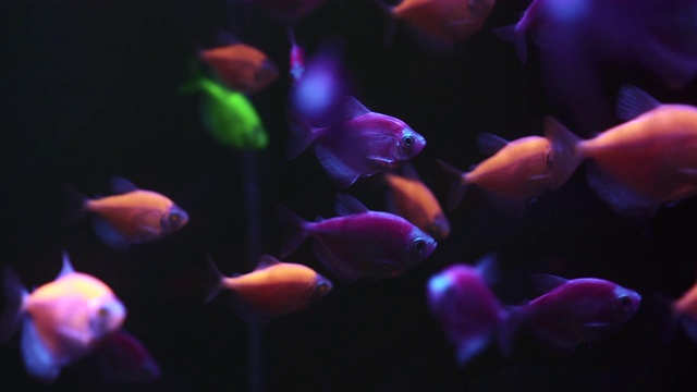 一群五颜六色的鱼在黑暗的水里游泳。