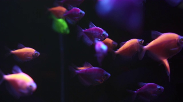 詳情圖-一群五顏六色的魚(yú)在黑暗的水里游泳。