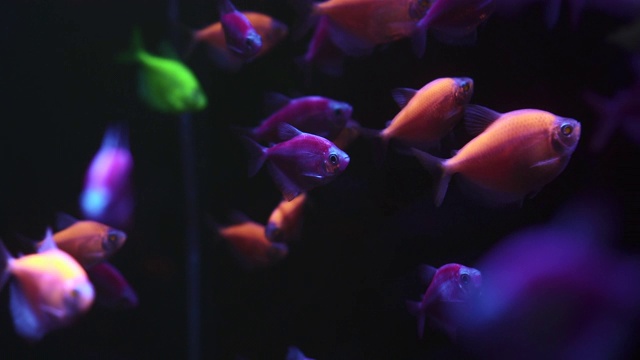 詳情圖-一群五顏六色的魚(yú)在黑暗的水里游泳。
