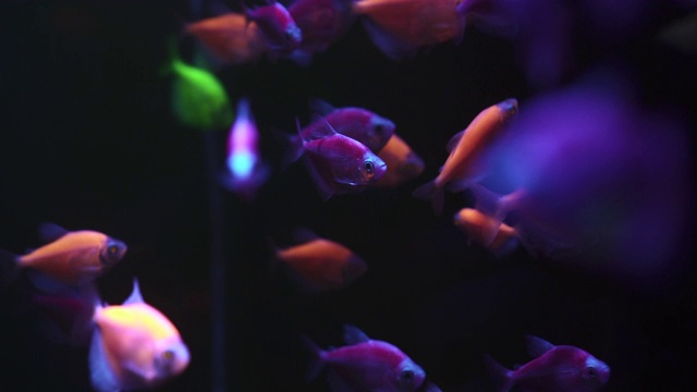 詳情圖-一群五顏六色的魚(yú)在黑暗的水里游泳。