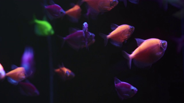 詳情圖-一群五顏六色的魚(yú)在黑暗的水里游泳。
