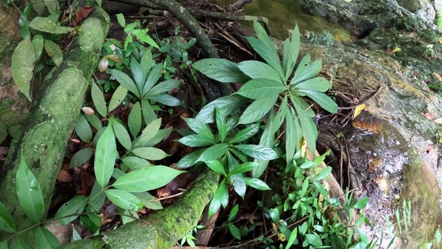 溪流中的植物和蕨类植物