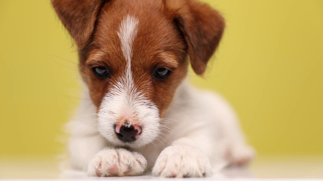 近距离观察一只躺着的小杰克罗素梗犬，看着镜头，头靠在黄色背景的地上