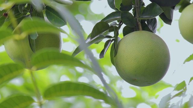 葡萄柚樹(shù)，葡萄柚，結(jié)實(shí)，豐滿