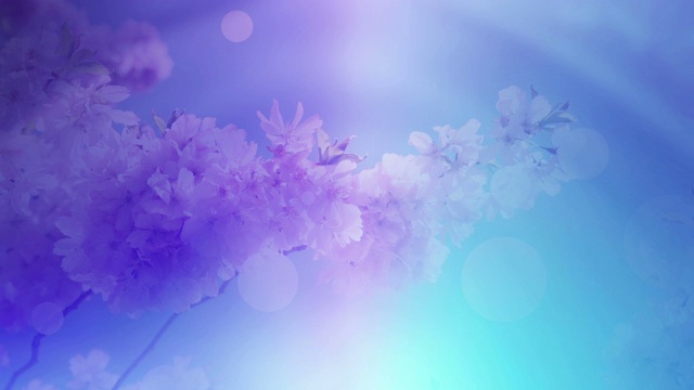 發(fā)光和多彩的花卉設(shè)計