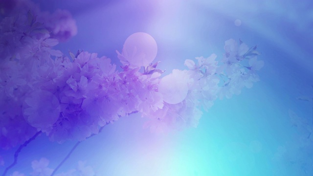 詳情圖-發(fā)光和多彩的花卉設(shè)計(jì)