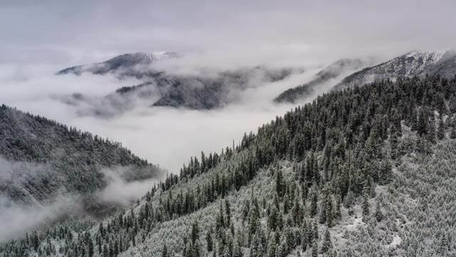 詳情圖-雪過后，森林變得模糊起來