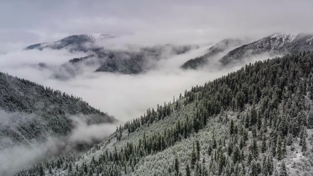 詳情圖-雪過后，森林變得模糊起來