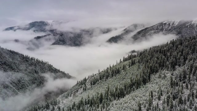 詳情圖-雪過后，森林變得模糊起來