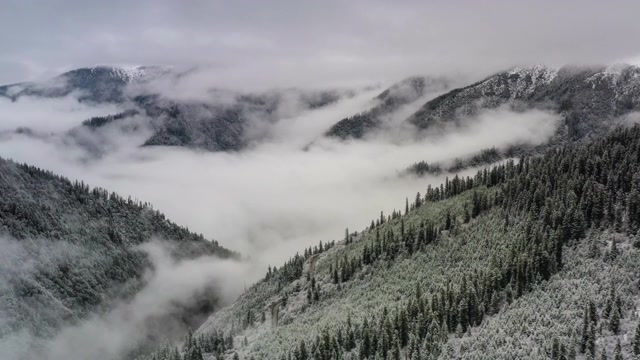 詳情圖-雪過后，森林變得模糊起來