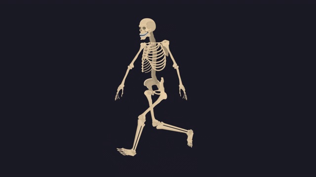 骨架。人体骨骼的动画。卡通
