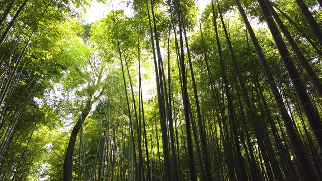 日本京都的岚山竹林