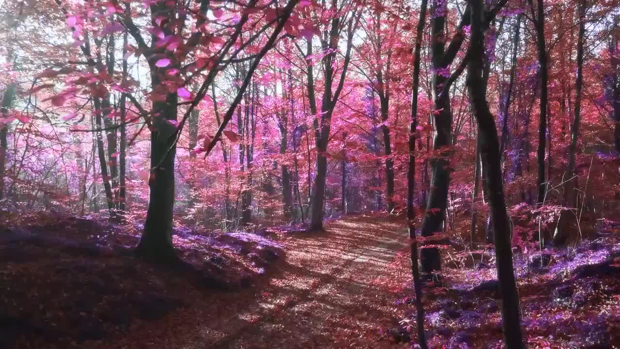 慢动作视频的阳光在一个超现实的紫色森林