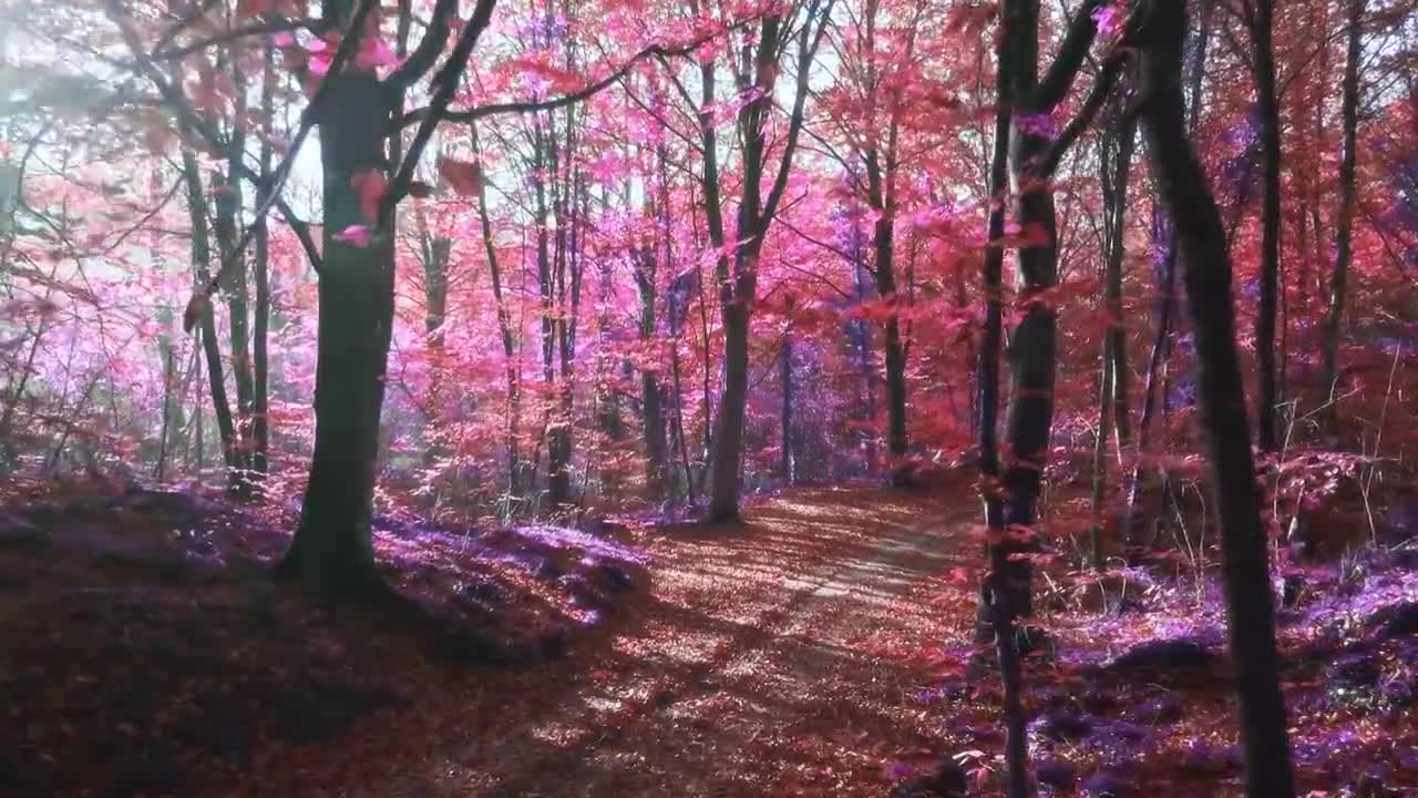 详情图-慢动作视频的阳光在一个超现实的紫色森林
