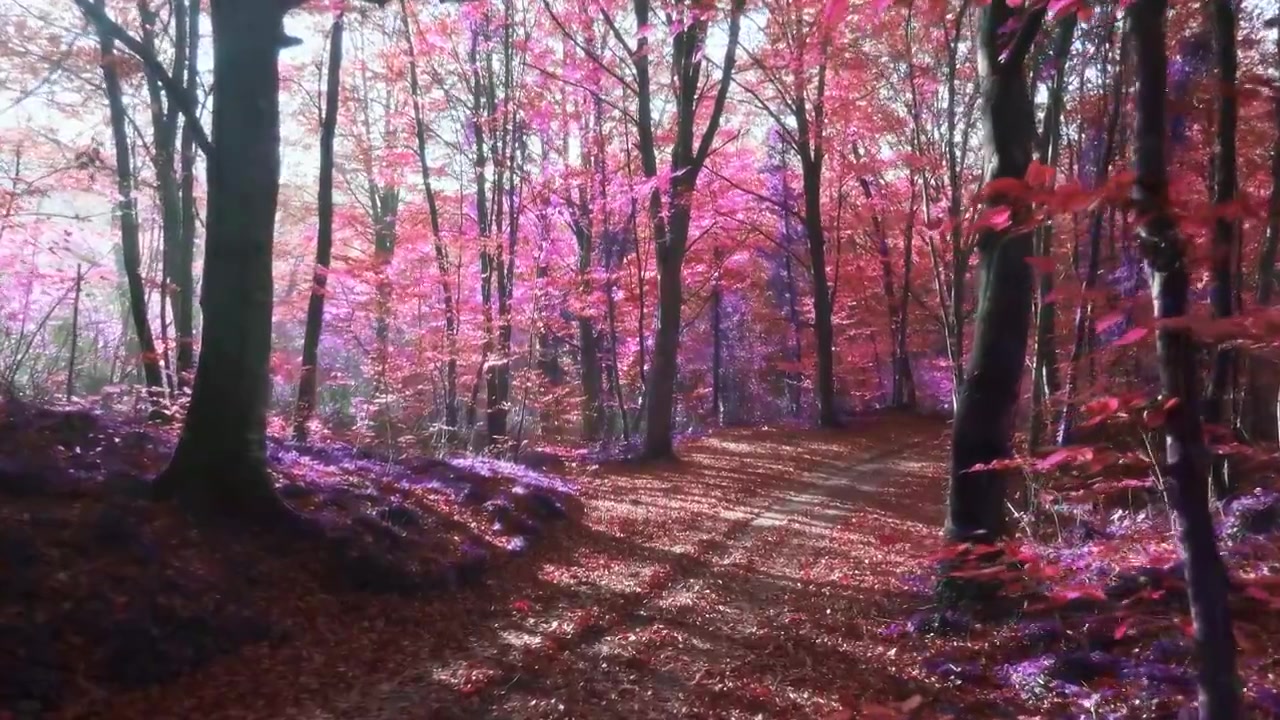 详情图-慢动作视频的阳光在一个超现实的紫色森林